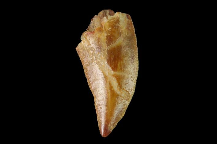 Raptor Tooth - Real Dinosaur Tooth #137184